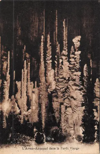 BR49947 L Aven armand dans la foret vierge France
