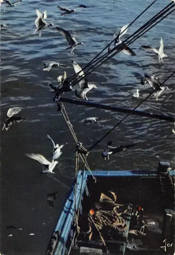 BR54172 Bretagne Goelands en quete de nourriure france