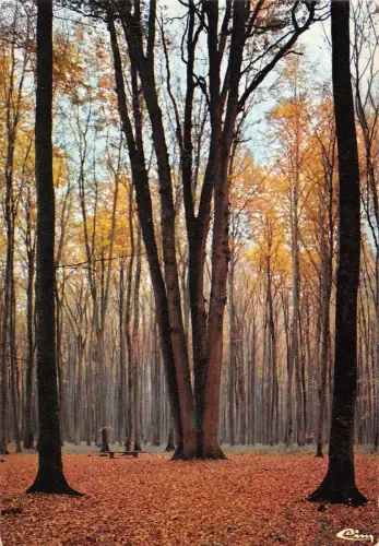 BT5660 Notre Belle france sous bois d automne France