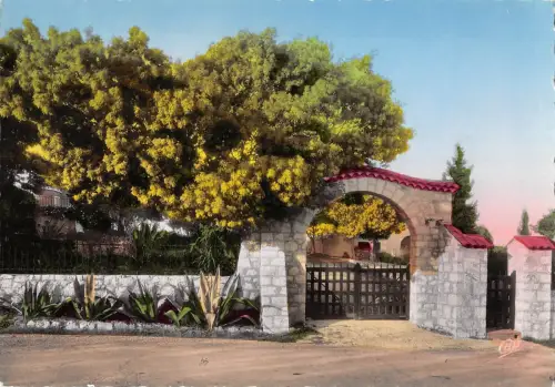 BT5824 La cote D azur mimosas en fleurs Frankreich