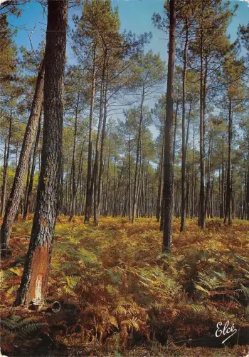 BF695 La lande la foret landaise Frankreich