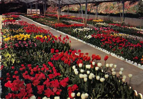 BT8466 la tranche sur mer cote de lumiere les floralies mars mai France