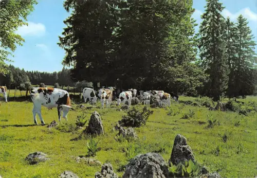 BR54148 Petit matin dans un paturages franc comtois cow vaches france