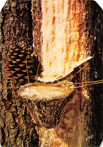 BT9473 Le Gemmage dans la foret landaise Frankreich