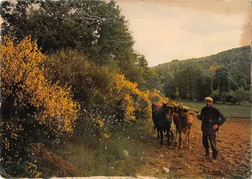 BT9021 Scene champetre cow vaches France France