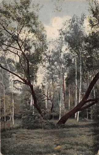 BT2865 Fleurs Pflanzen pflanzen Landschaft