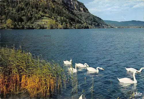 BT5818 nantua bords du lac cigne swan France