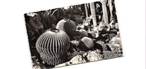 Br43973 Jardin exotique de monaco echionocactus grusonii Pflanzen