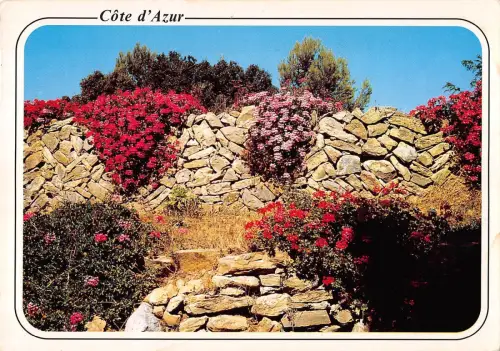 BT6735 La resrtanque aux Geraniums cote d azur France