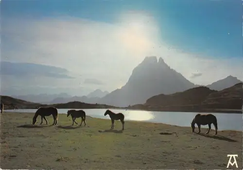 BT8534 Les pyrennees chevaux en montagne horses chevaux France