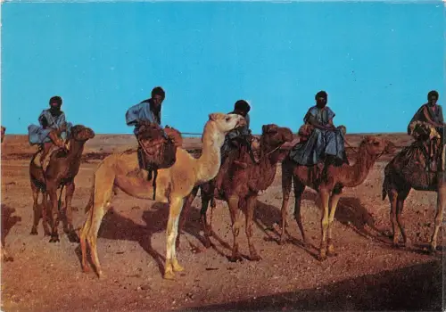 B91096 les hommes bleus chamel typen folklore algeria