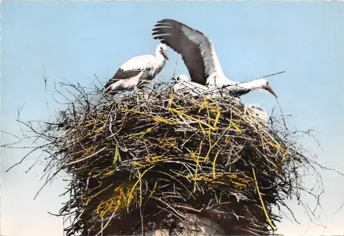 BF1767 nid de cignognes en alsace storke France