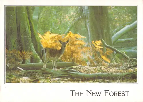 BR91024 the new forest ballow dear cerf uk