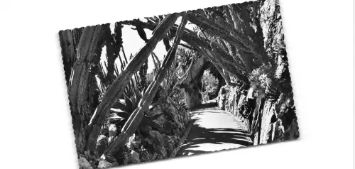 Br43972 l allee dess cereus Jardin exotique de monaco Pflanzen