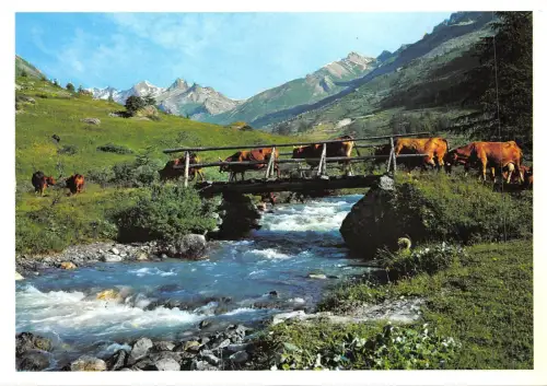 BF752 soleil et montagne le torrent la guisane france cow vaches France