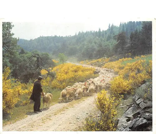 BR25401 Transhumance Sheep Mouton 2 Scans Frankreich