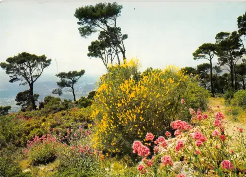 BR51553 La côte d azur miracle de la Naturlandschaft Frankreich