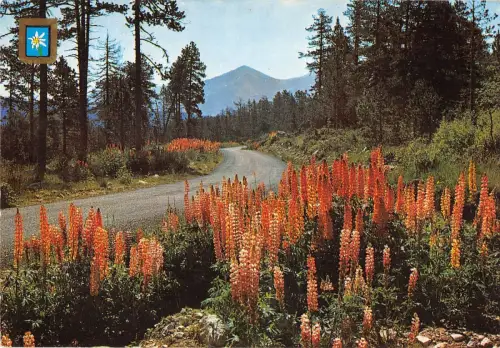 BT6587 Lumiere et couleurs de la montagne France route dforestiere France