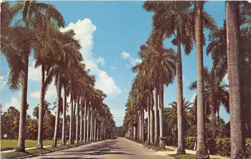 BR30814 Royal Palms Line Beautiful Florida USA