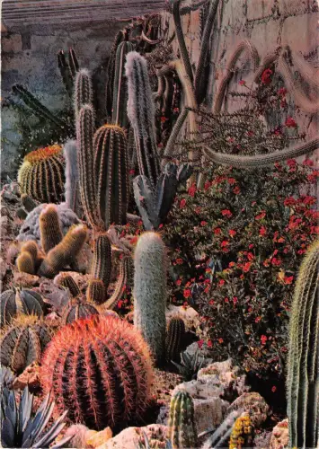 BT10178 Jardin exotique de sanary bandol France