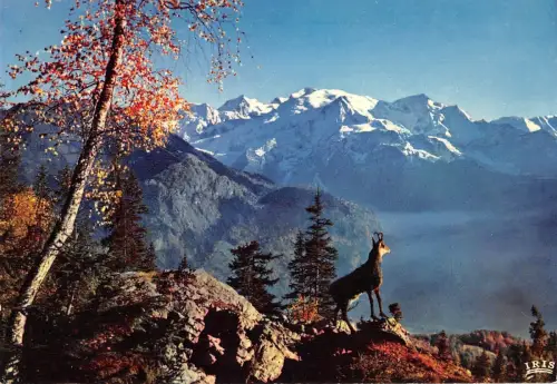 BT9642 Le chamois des alpes Ziege Frankreich