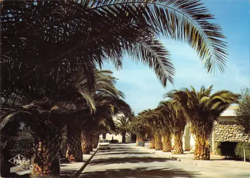 BT9530 l avenue des palmiers saint cyprien Frankreich