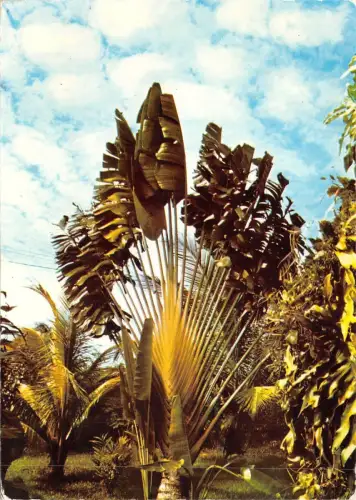 BF453 arbre du voyageur caribbean