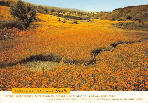 BR91808 jemand hat gerade frische neue oshia Werbung Werbung Werbung UK bekommen