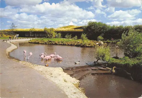 BR89071 martin mere the flamingo pen uk