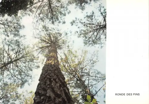 BT6162 Baumlaube Frankreich