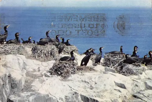 B97596 Kormorane Vogel UK