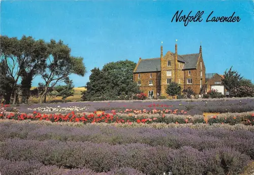 BR90655 norfolk lavender uk