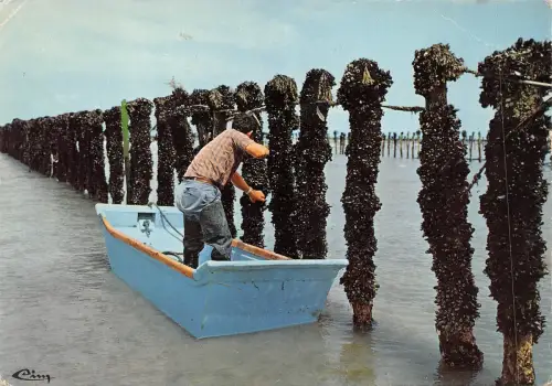 BF1518 recolte des moules bords de mer