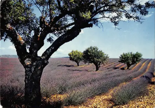 BT8541 Sous le beau ciel de provence champ de lavande France