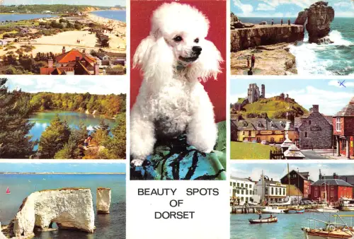 uk26172 beauty spots of dorset real photo uk dog