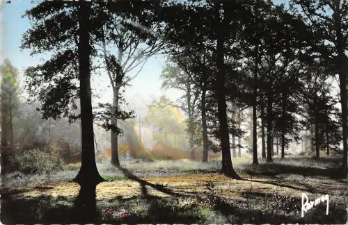 B106652 Frankreich Brume en Foret de Senart