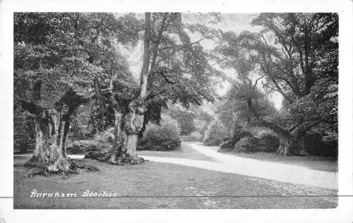 uk18821 burnham beeches real photo uk