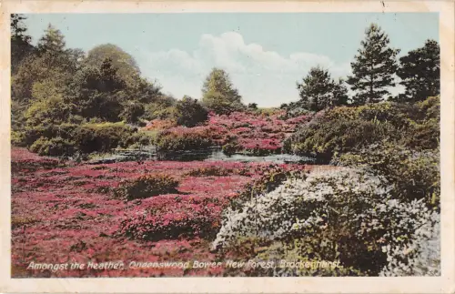 uk21988 among the heather queenswood bower new forest brackenhurst uk