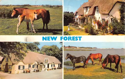 uk17556 new forest uk
