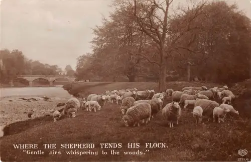 BR69962 Sheep Mouton Echtfoto UK