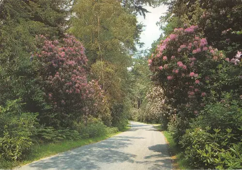BR92043 the ornamental drive new forest uk