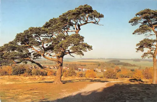 uk34654 milford common cannock chase uk