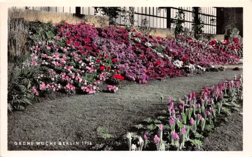 BG24185 Grune Woche Berlin 1956 Germany CPSM 14x9cm