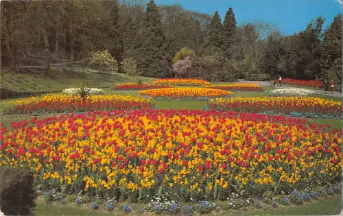 uk8181 tulip time alexandra park hastings uk