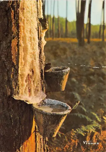 BR25270 Pot de resine au soleil d automne Landes France