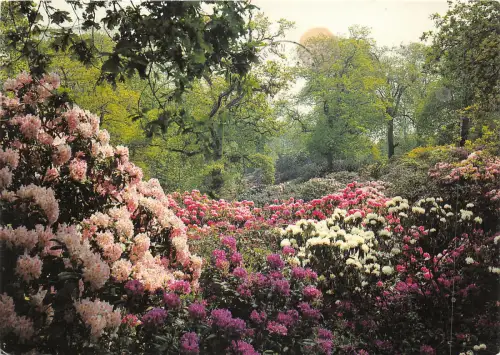 uk45508 rhododendron walks bowood calne wiltshire uk