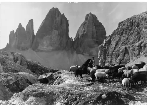 B70069 Tre CIme di Lavaredo Schafberg Italien