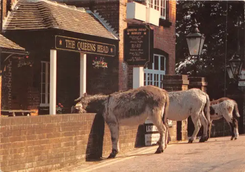 uk49448 burley hants uk