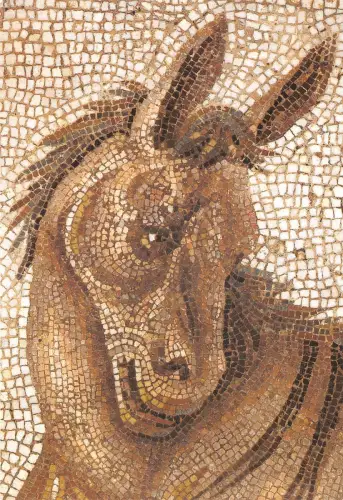 Lot154 Nachtkerzenkopf Inselmitte Postkarte Tunesien El Jem El Djem