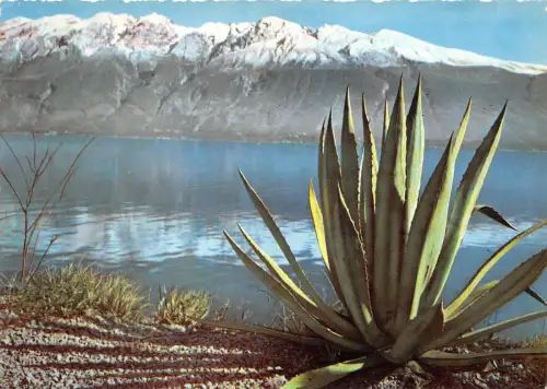 BG3262 lago di garda dalla strada gardesana agave CPSM 15x9,5cm italy